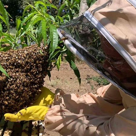 Agriturismo Il Sorbino - Appartamento Da Cocca Pian d'Alma Luaran gambar