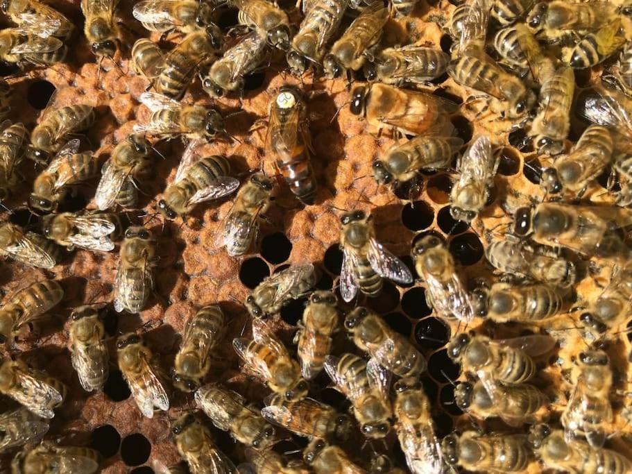 Agriturismo Il Sorbino - Appartamento Da Cocca Pian d'Alma Luaran gambar