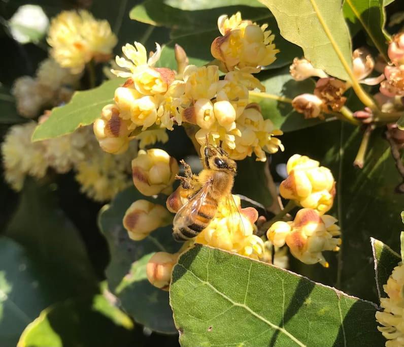 Agriturismo Il Sorbino - Appartamento Da Cocca Pian d'Alma Luaran gambar
