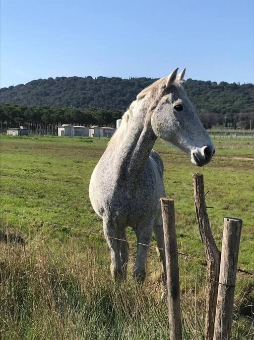Agriturismo Il Sorbino - Appartamento Da Cocca Pian d'Alma Luaran gambar