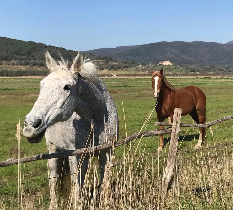 Agriturismo Il Sorbino - Appartamento Da Cocca Pian d'Alma Luaran gambar